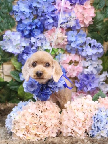 20250624マノアちゃん